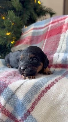 Cavapoo dogs for sale: Joy - Video 1