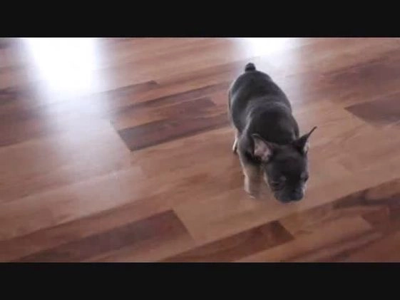 French Bulldog dogs for sale: Sandler - Video 1