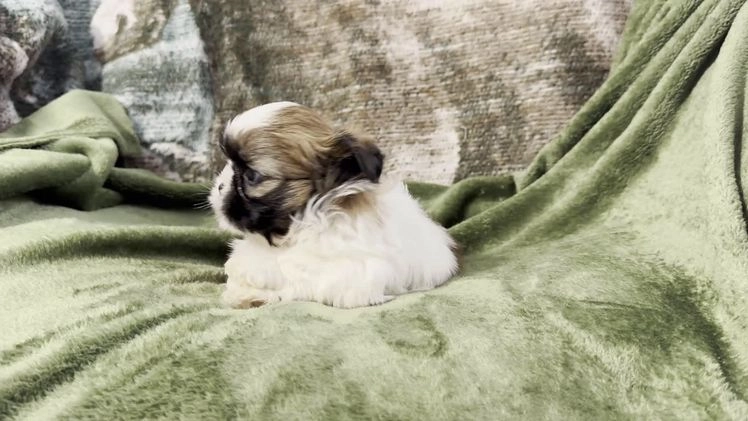 Shih Tzu dogs for sale: Dallas - Video 1