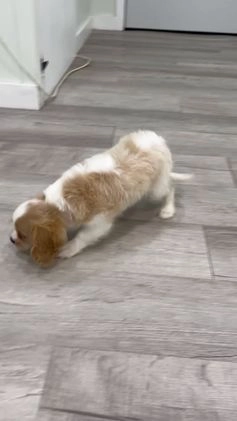 Cavalier King Charles Spaniel dogs for sale: Lucky - Video 1