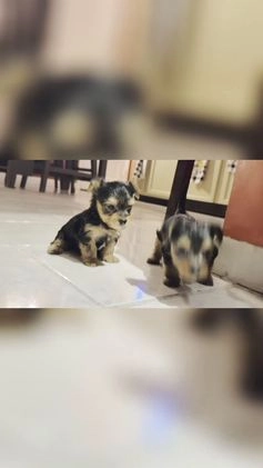 Yorkshire Terrier dogs for sale: Yorkshire Terrier Puppy 1 - Video 1