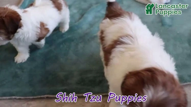 Shih Tzu dogs for sale: Sheila - Video 1
