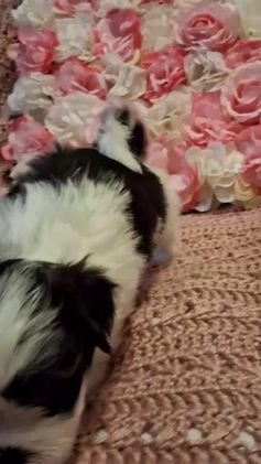 Shih Tzu dogs for sale: Jack - Video 1