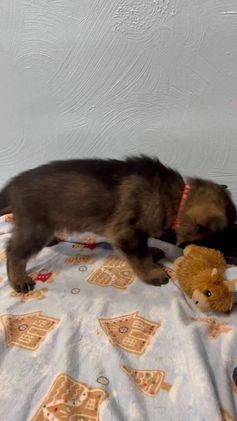 German Shepherd dogs for sale: Arcadius - Video 1