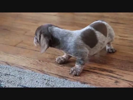 Miniature Dachshund dogs for sale: Sadie - Video 1