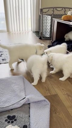 American Eskimo dogs for sale: Brie - Video 1