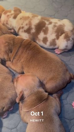 American Bully dogs for sale: Pepper - Video 2