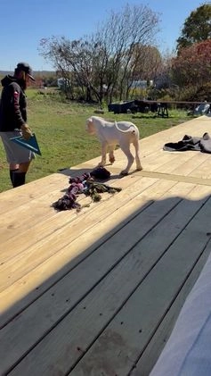 Dogo Argentino dogs for sale: Puppy M3 - Video 2