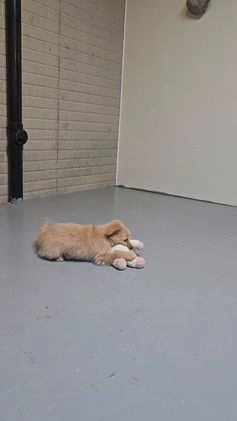 Mini Aussiedoodle dogs for sale: Amy - Video 1