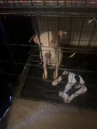 American Staffordshire Terrier dogs for sale: American Staffordshire Terrier Puppy 1 - Video 1