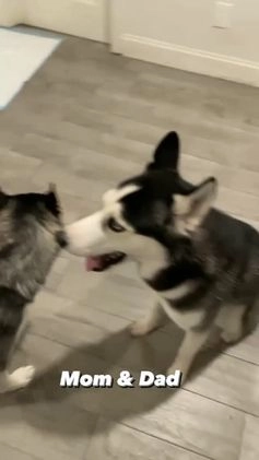 Siberian Husky dogs for sale: Siberian Husky Puppy 1 - Video 1