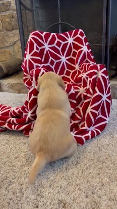 Golden Retriever dogs for sale: Hunter - Video 2