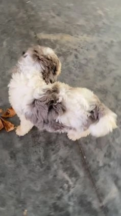 Mini Bernedoodle dogs for sale: Montana - Video 2