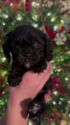 Cavapoo dogs for sale: BOLT - Video 1