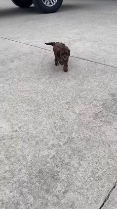 Cavapoo dogs for sale: Lily - Video 2