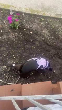 Mixed Breed dogs for sale: Mixed Breed Puppy 1 - Video 1