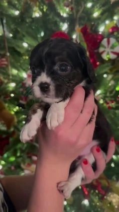 Cavapoo dogs for sale: SULLY - Video 1