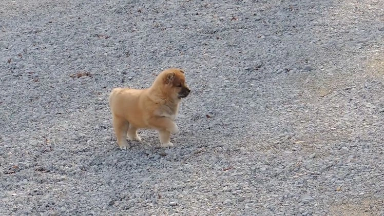 Shiba Inu dogs for sale: DAKOTA - Video 1