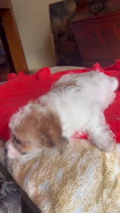 Pomapoo dogs for sale: Toto  - Video 1