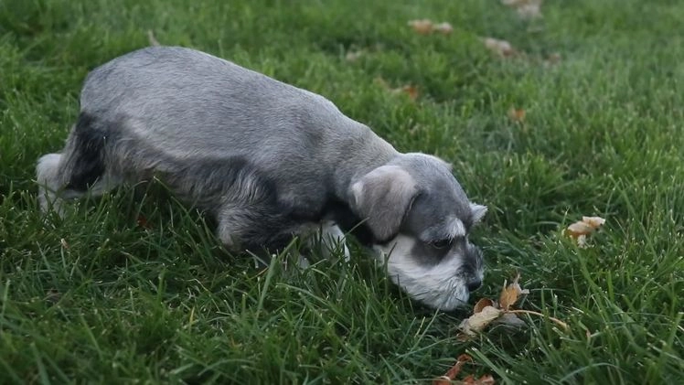 Miniature Schnauzer dogs for sale: Kris - Video 1