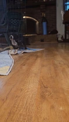 Mixed Breed dogs for sale: Star - Video 4