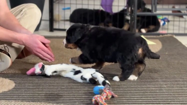 Bernese Mountain Dog dogs for sale: Chloe - Video 1
