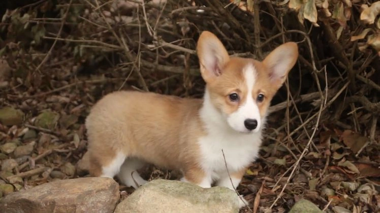 Welsh Corgi Pembroke dogs for sale: Sadie - Video 1