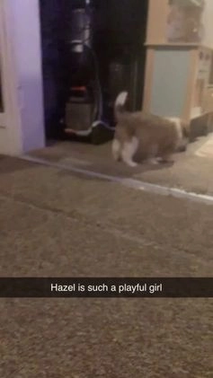 Mixed Breed dogs for sale: Hazel  - Video 2