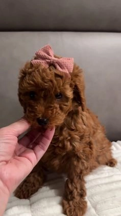 Toy Poodle dogs for sale: Ginger- AKC GENETIC TESTED - Video 1