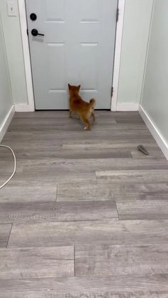 Shiba Inu dogs for sale: Molly - Video 1