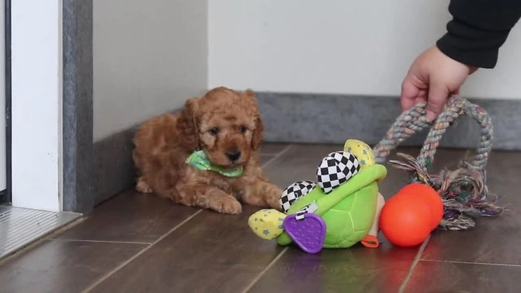 Mixed Breed dogs for sale: Griffin – Male (M7929) - Video 1