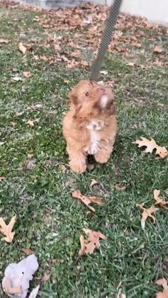 Shihpoo dogs for sale: Shihpoo litter of 1 puppies - Video 1