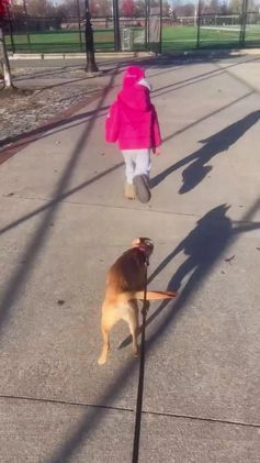 Mixed Breed dogs for stud: Bella  - Video 1