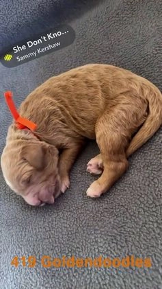 Goldendoodle dogs for sale: Red - Video 3