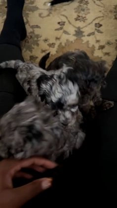 Mixed Breed dogs for sale: Ruddy - Video 2