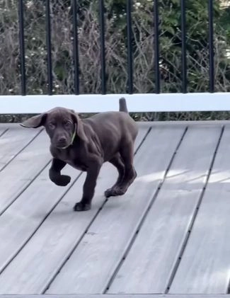 Mixed Breed dogs for sale: Mixed Breed Puppy 8 - Video 2