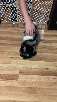 Australian Shepherd dogs for sale: Bear - Video 1