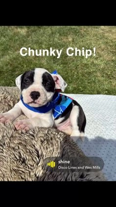 Mixed Breed dogs for sale: Star - Video 5