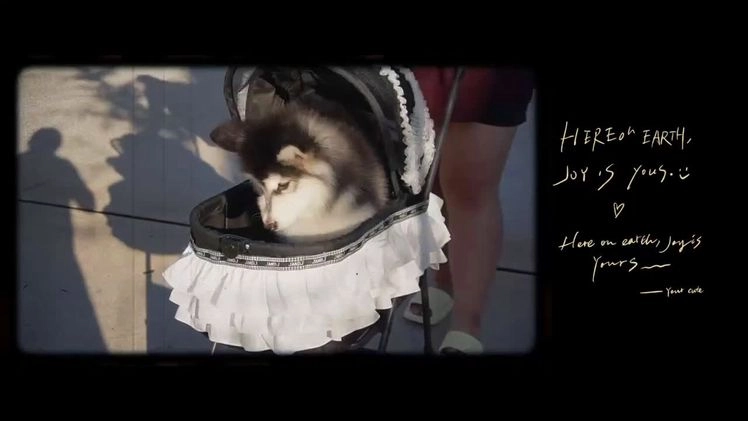 Alaskan Malamute dogs for sale: Xiao Hong - Video 2