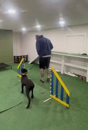 Cane Corso dogs for sale: Roma - Video 1