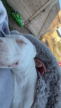 Dogo Argentino dogs for sale: Puppy M3 - Video 1