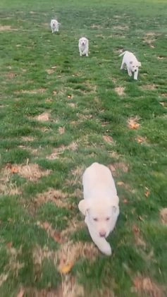 Labrador Retriever dogs for sale: Snow white  - Video 2