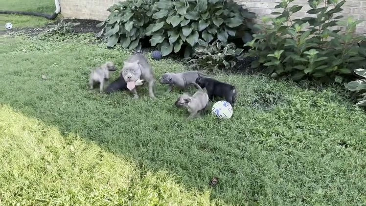 American Bully dogs for sale: Apollo - Video 2