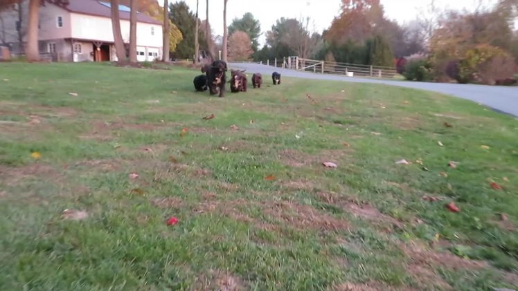 Portuguese Water Dog dogs for sale: Cody - Video 1