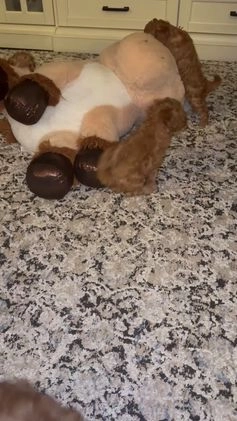 Miniature Poodle dogs for sale: Miniature Poodle Poppy - Video 2