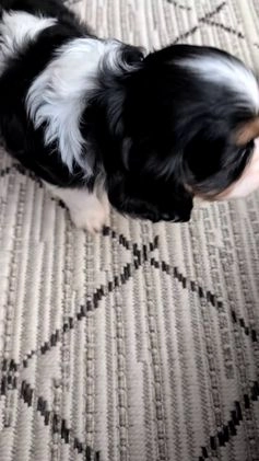 Cavalier King Charles Spaniel dogs for sale: Raya - Video 1