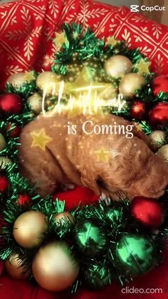 Goldendoodle dogs for sale: Lucky - Video 1