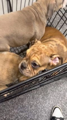 English Bulldog dogs for sale: Foxy - Video 2