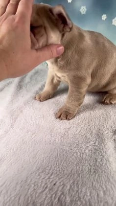 French Bulldog dogs for sale: Mika - Video 1