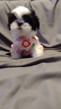 Shih Tzu dogs for sale: Judy - Video 1
